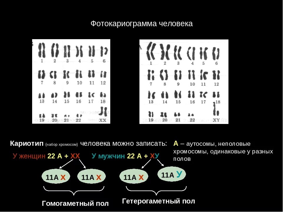 Сколько хромосом у мужчины. Кариотип, набор хромосом биология 10 класс. Набор хромосом, геном, кариотип.. Хромосомный набор человека кариотип мужчины женщины. Кариотип половых клеток.