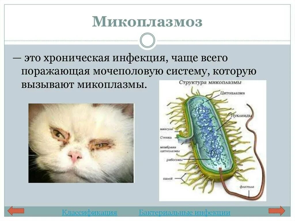 Микоплазмоз как передается. Микоплазмоз мочеполовой системы. пути передачи микоплазмоза. микоплазмоз пути передачи. микоплазмоз выделения.