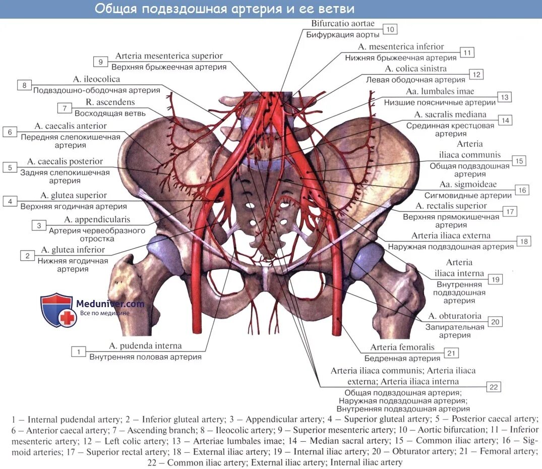 Ветви внутренней подвздошной артерии схема. Внутренняя подвздошная артерия схема. Общая подвздошная артерия латынь. Ветви внутренней подвздошной артерии анатомия. Кровообращение малого таза у женщин