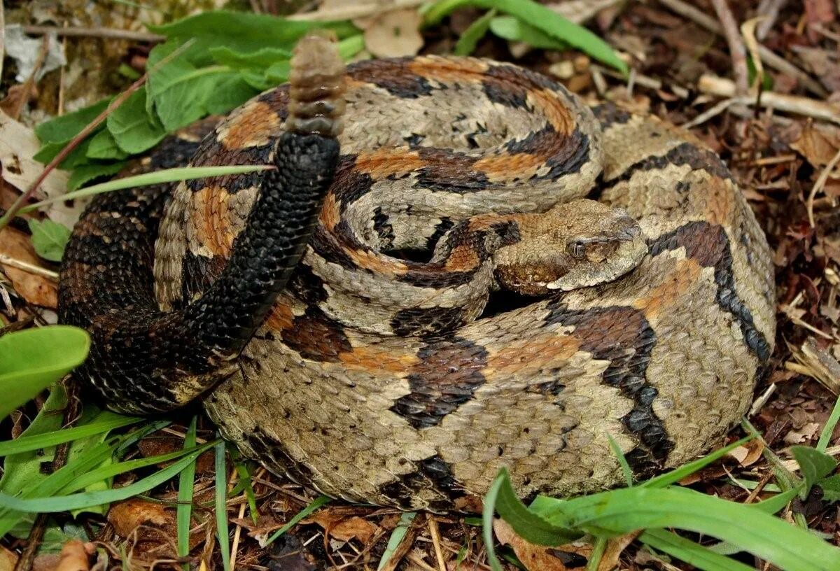 Эфиопская Горная гадюка. Тигровый гремучник. Габонская гадюка. Crotalus horridus.