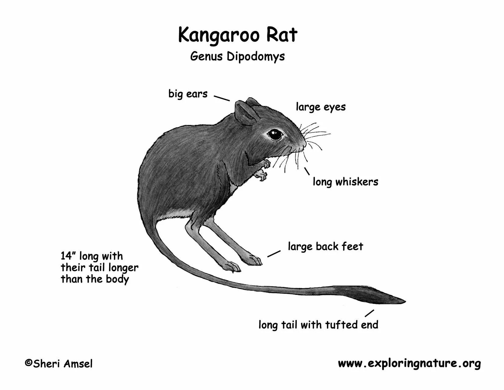 Строение хвоста крысы. Kangaroo rat. Строение крысы анатомия. Серая крыса строение
