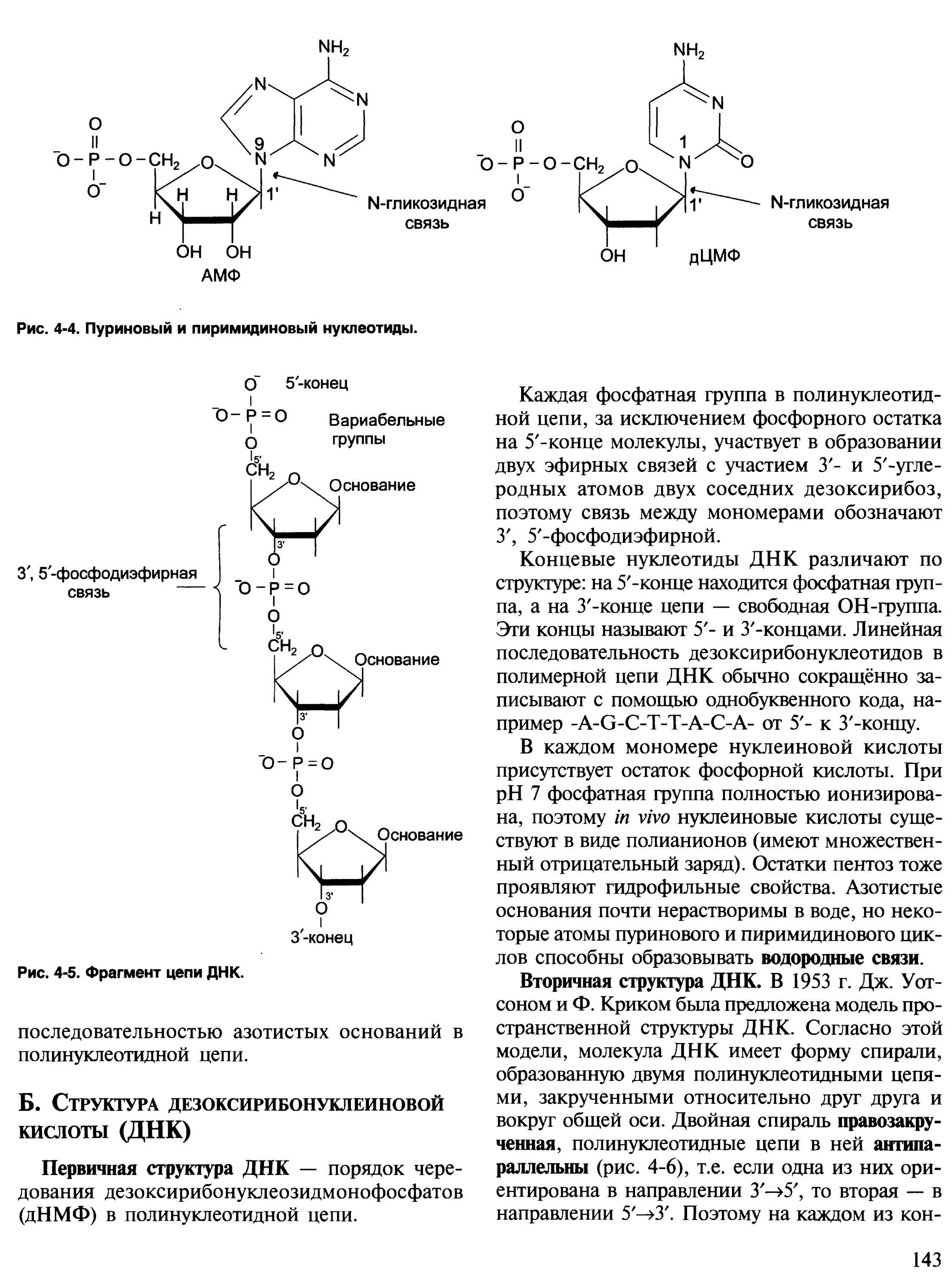 Полинуклеотидная цепь связи. Структура дезоксирибонуклеозидмонофосфата. Структура ДНК. Строение ДНК фосфатная группа. Образование фосфодиэфирной связи между нуклеотидами.