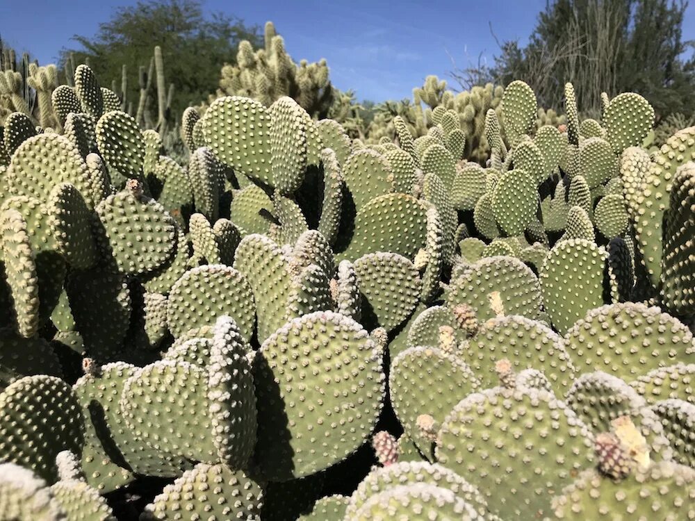 Cactus dg. Опунция Кактус Мексика. Опунция древовидная. Опунция змеевидная. Кактус опунция войлочная.