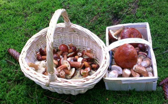 Что за гриб. Грибы и грибники казани. Грибы лисички. Грибники дерутся за гриб. Форум брянских грибников.