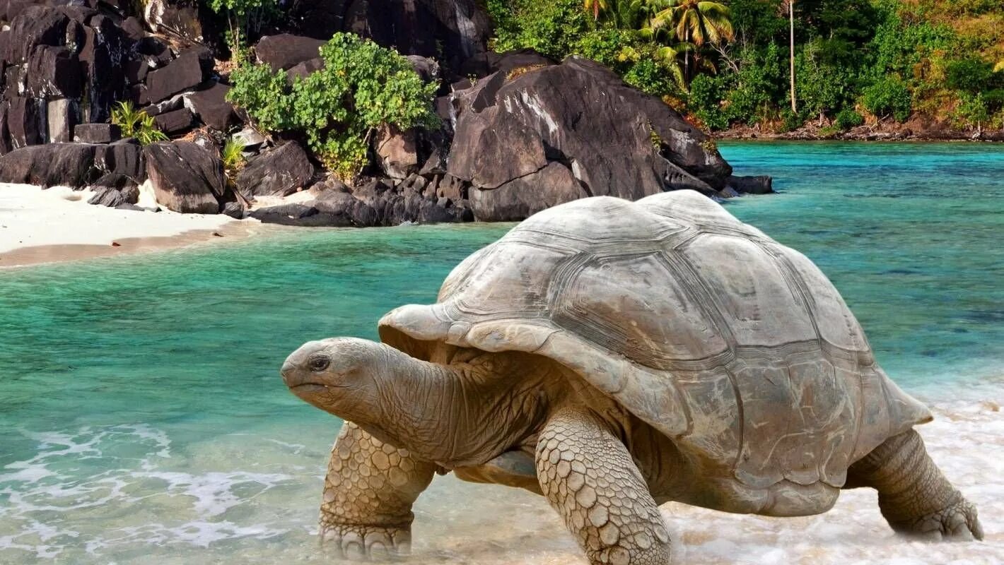 Сейшельские черепахи. Гигантская черепаха Альдабра. Остров Альдабра Сейшелы черепахи. Праслин Сейшелы черепахи. Черепахи на Сейшельских островах.
