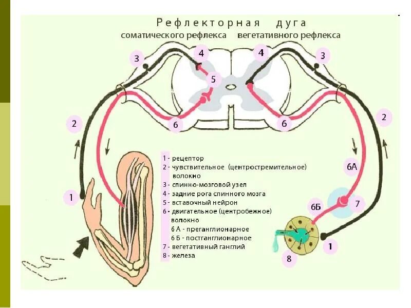 Правильная последовательность нейронов в рефлекторной дуге. Схема рефлекторной дуги соматического рефлекса. строение вегетативной рефлекторной дуги. схема 2 нейронной рефлекторной дуги. схема дуги вегетативного рефлекса.