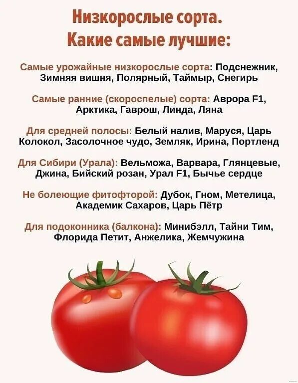 Рейтинг сортов помидора