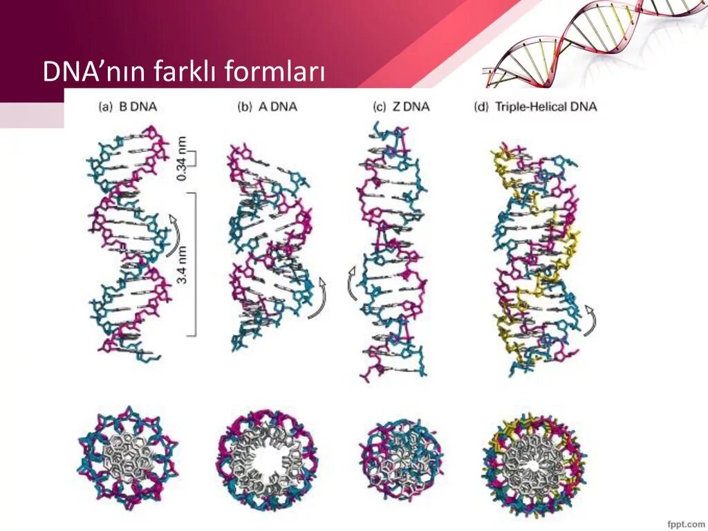 Формы ДНК. Z форма ДНК. B форма ДНК. Формы спирали ДНК.