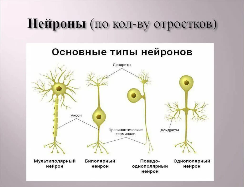 Картинки РАЗЛИЧНЫЕ ТИПЫ НЕЙРОНОВ
