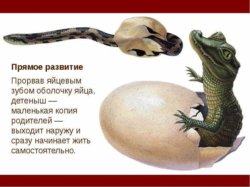 Крокодилы прямое развитие. Прямое развитие пресмыкающихся. непрямое развитие у пресмыкающихся. прямое развитие. развитие рептилий прямое или непрямое.