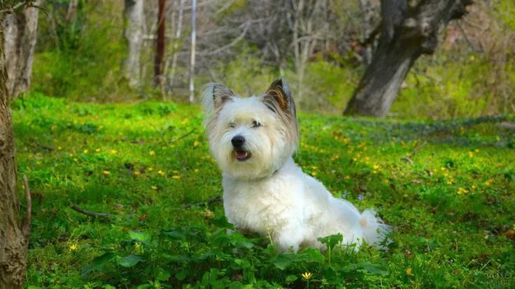 5 Most Hidden Facts About Westie Puppies . Exclusive Leuke honden, Honden, Hondj