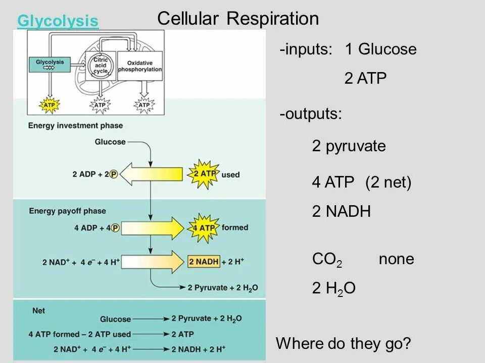 Cellular что это. Cellular respiration atp. пируват +co2 +atp. cellular respiration presentation. o2+h2o надф.