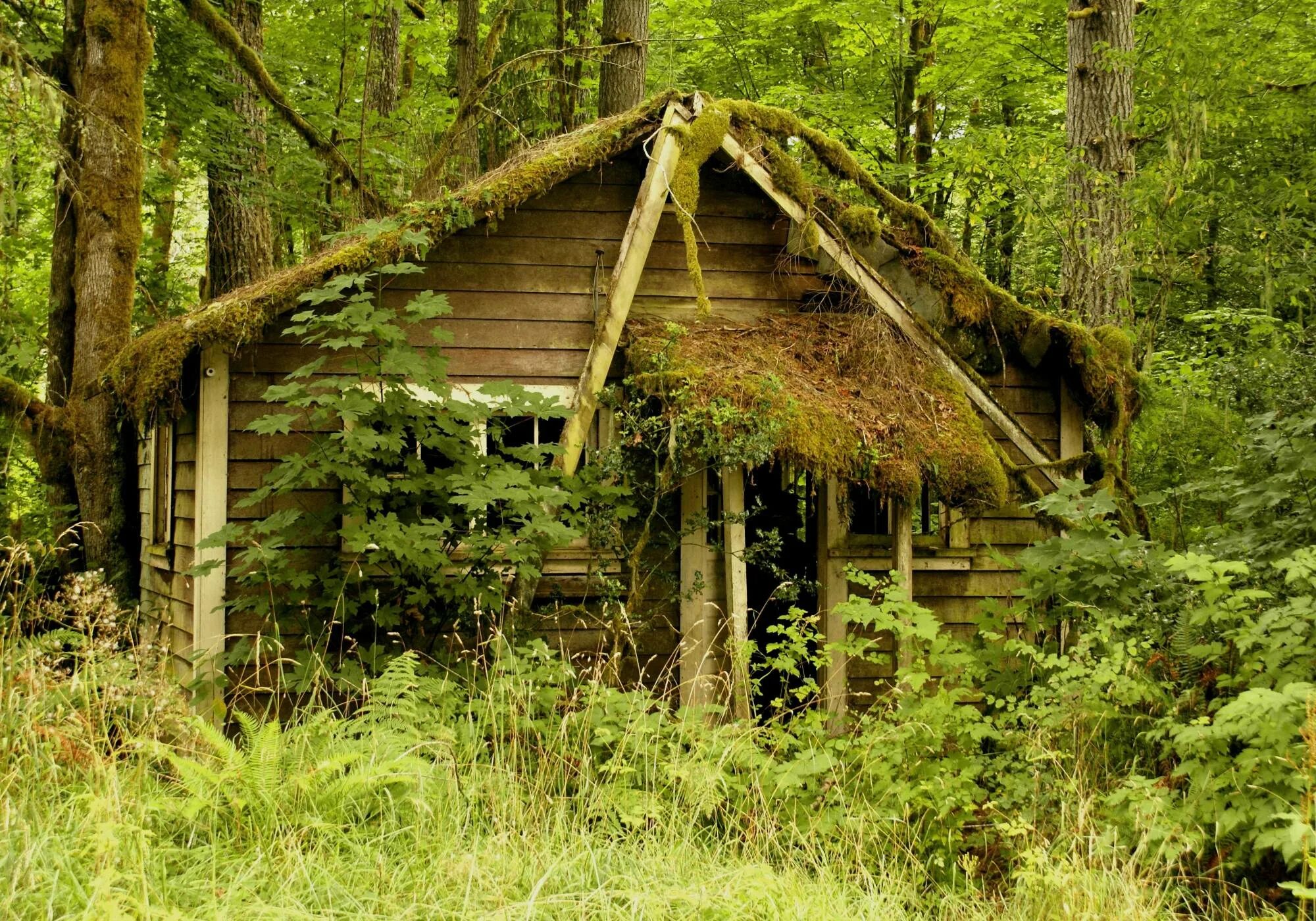 Дом лесника в лесу в России заброшенные. Монастырь скит глушь. Друскининкай лес избушка. Хижина гномов, Британская Колумбия. Лес живой дом