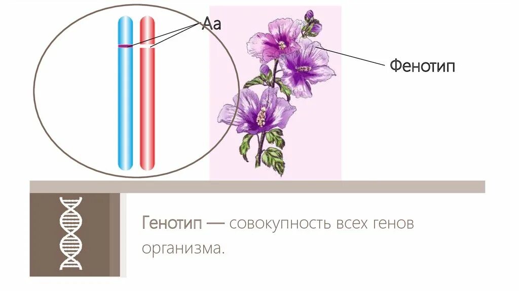 Генотип характеризует. Фенотип примеры. Генотип и фенотип. Генотип и фенотип примеры. Генотип рисунок.