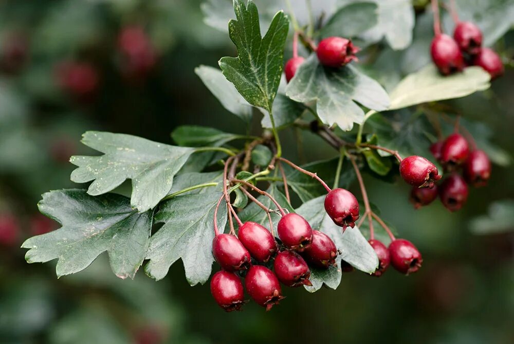 Боярышник фото. Crataegus monogyna,боярышник. Боярышник однопестичный (monogyna). Боярышник однопестичный Crataegus. Боярышник (Боярка) однопестичный.