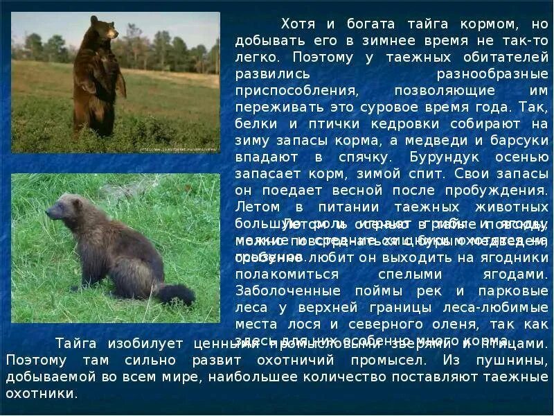 Тайга приспособление животных. Доклад о животном тайги. интересные факты о животных тайги. сообщение на тему животные тайги. рассказ о животном тайги.