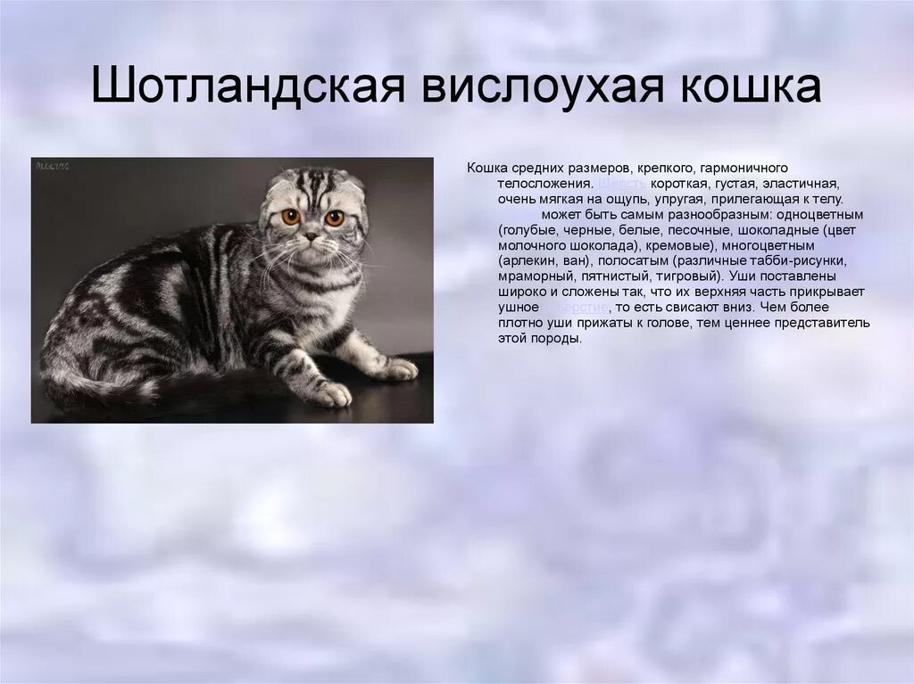 Характеристика шотландских кошек. Шотландская кошка доклад. Шотланскаявислоухакошка. Шотландский вислоухий кот характер. Характеристика шотландских кошек.