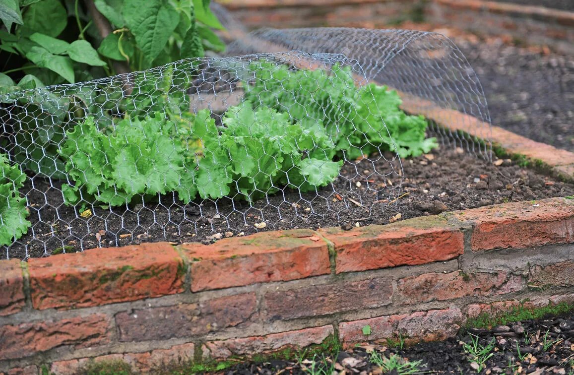 Сетка для грядок. Сетка для укрытия клубники. Защищенные грядки. Сетка для грядок. Сетка для грядок.