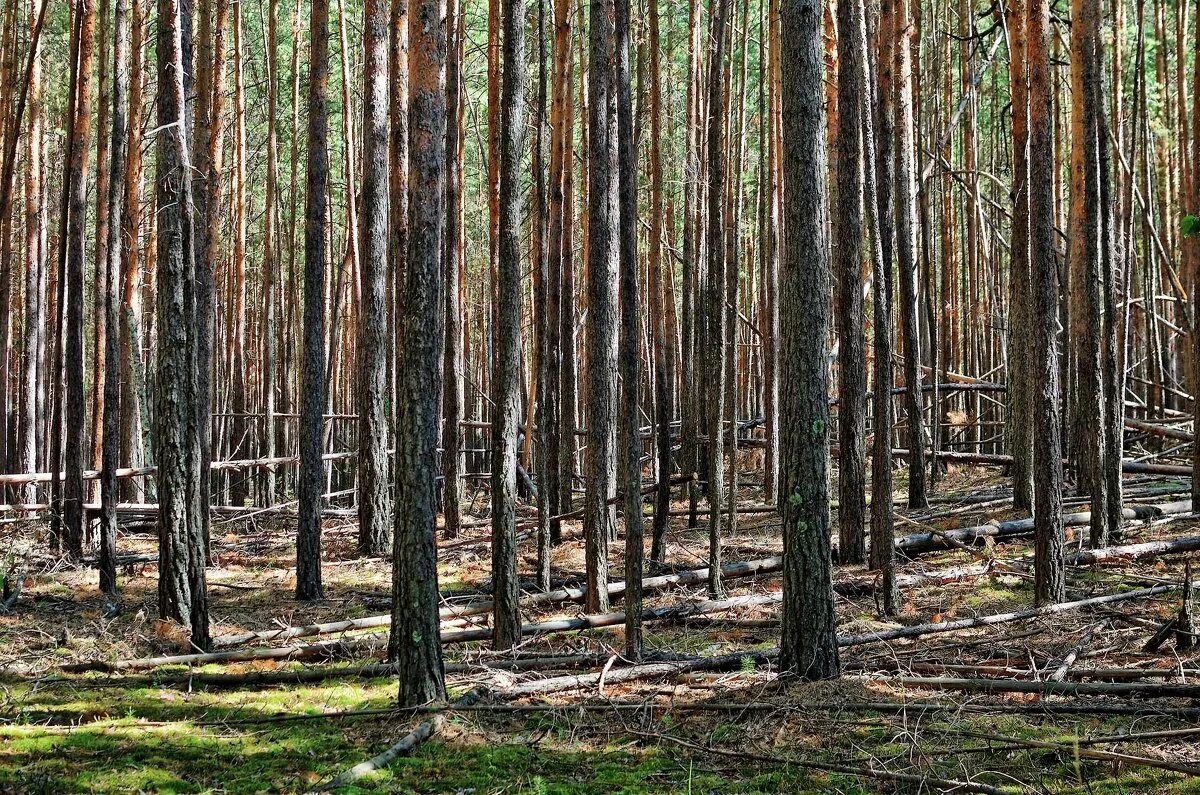 Что такое сухостой. Что такое сухостой. Поваленное дерево в лесу. Валежник сосна. Лесной бурелом.