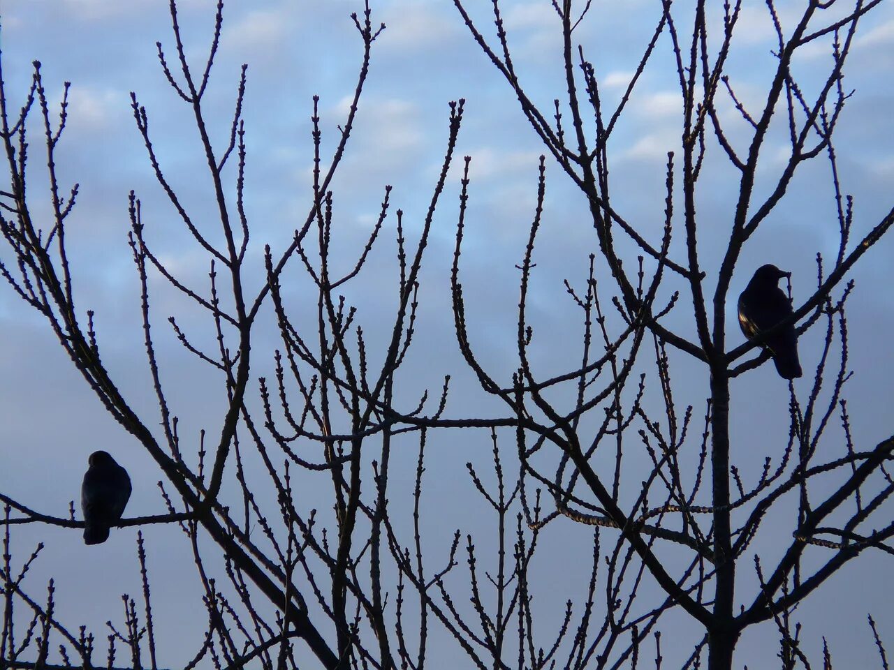 That bird is in the tree