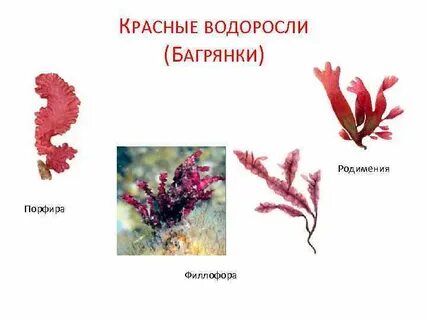 Зеленые водоросли сумчатые грибы красные водоросли