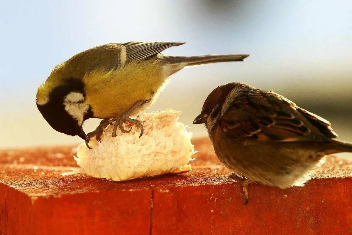 Птицы едят хлеб. Крошки хлеба для птиц. Птичка крошка. Синица.