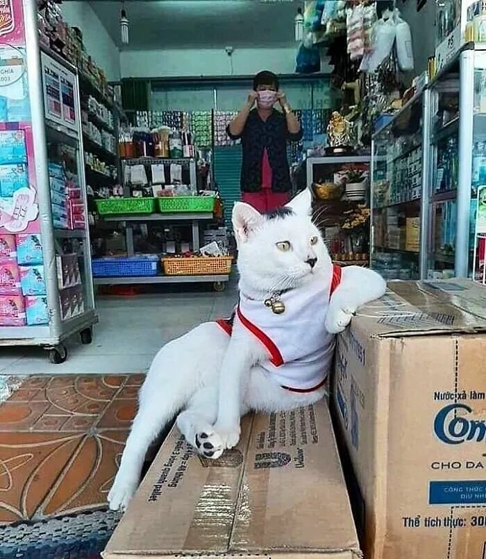 Cats не работает