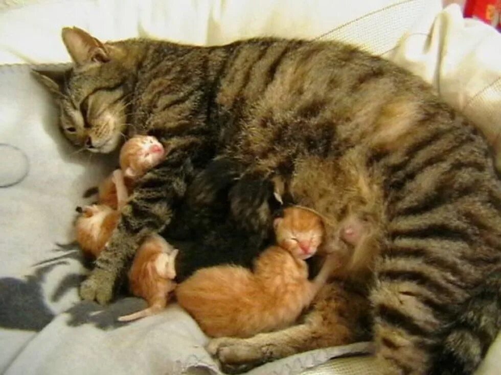 Мама принесла котенка. Кошка и Новорожденные котята. Новорождённые котята с кошкой. Новорожденные котята с мамой. Мама кошка и котенок.