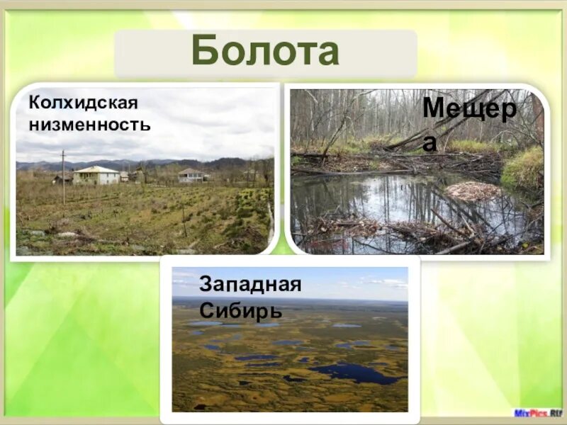 Дача занимая широкую и болотистую впр. Болота Евразии. Крупные болота Евразии. Низменности: , Колхидская низменность,. Природные зоны болота.