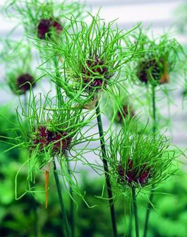 Растение allium: найдено 89 картинок