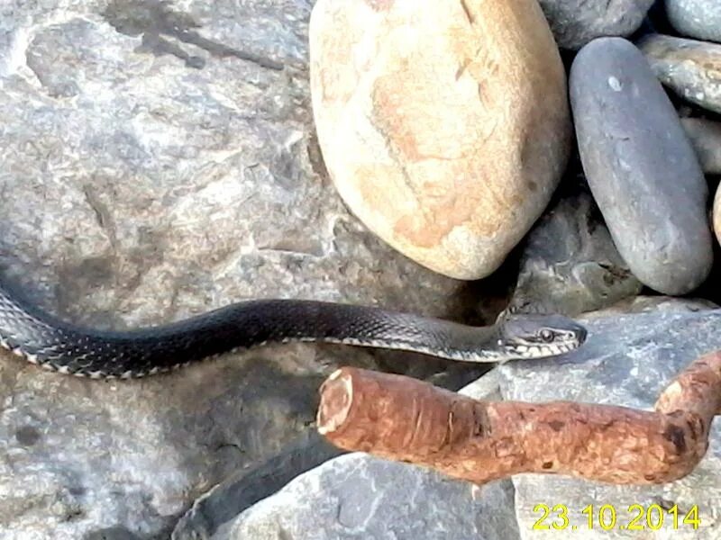 Карадагский змей в анапе