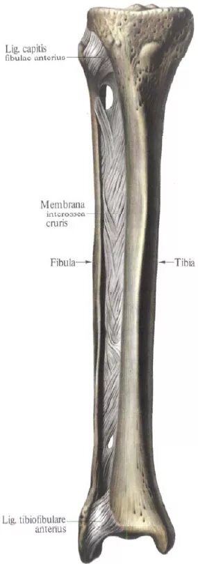 Кости голени соединения. Соединения костей голени межберцовый сустав. Синдесмоз голени анатомия. Межкостная мембрана голени. Межкостная мембрана голени анатомия.