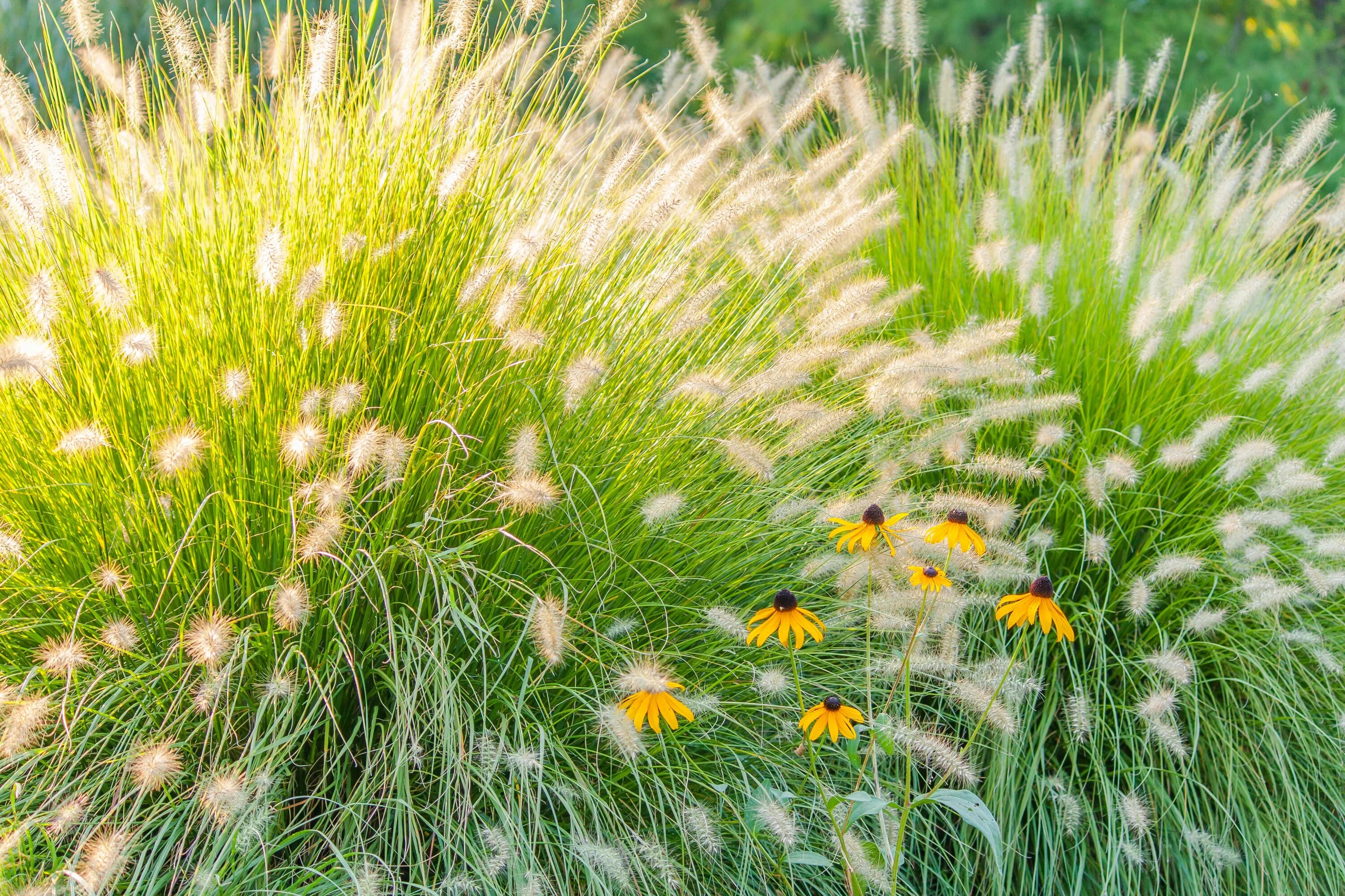 Grass plant. Полевая метельчатая трава. Трава с пушистыми колосками. Трава луг. Травянистые растения летом.