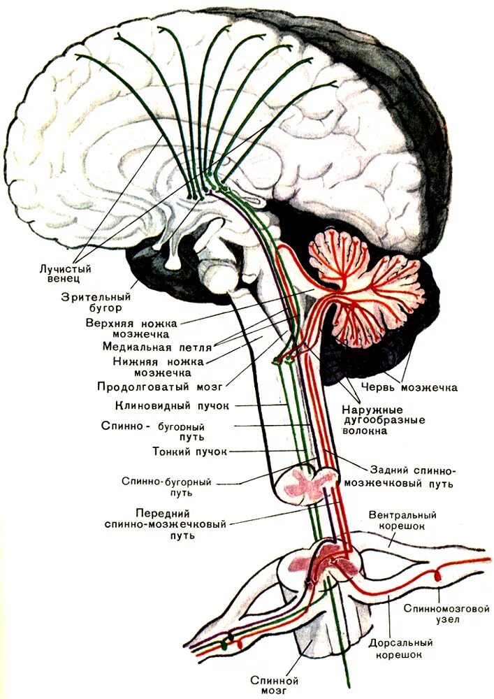 Проводящие системы головного мозга. Афферентные проводящие пути спинного мозга. Эфферентные проводящие пути мозжечка. Проводящие пути головного мозга нисходящие анатомия. Проводящие пути головного и спинного мозга анатомия схема.