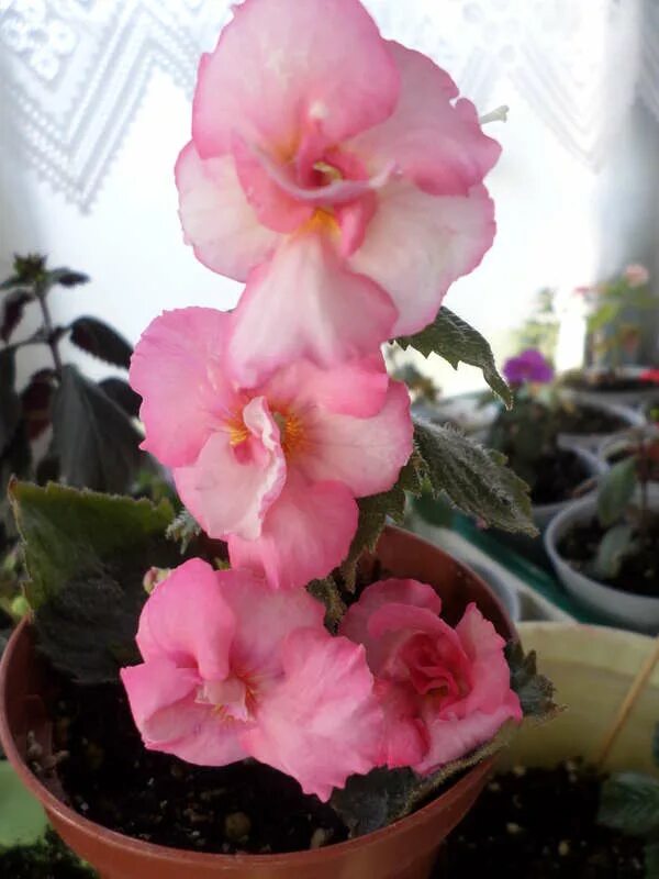 Sweet agony ахименес фото. ахименес sweet agony. ахименес orion. ахименес свит эгони. ахименес sally pink.