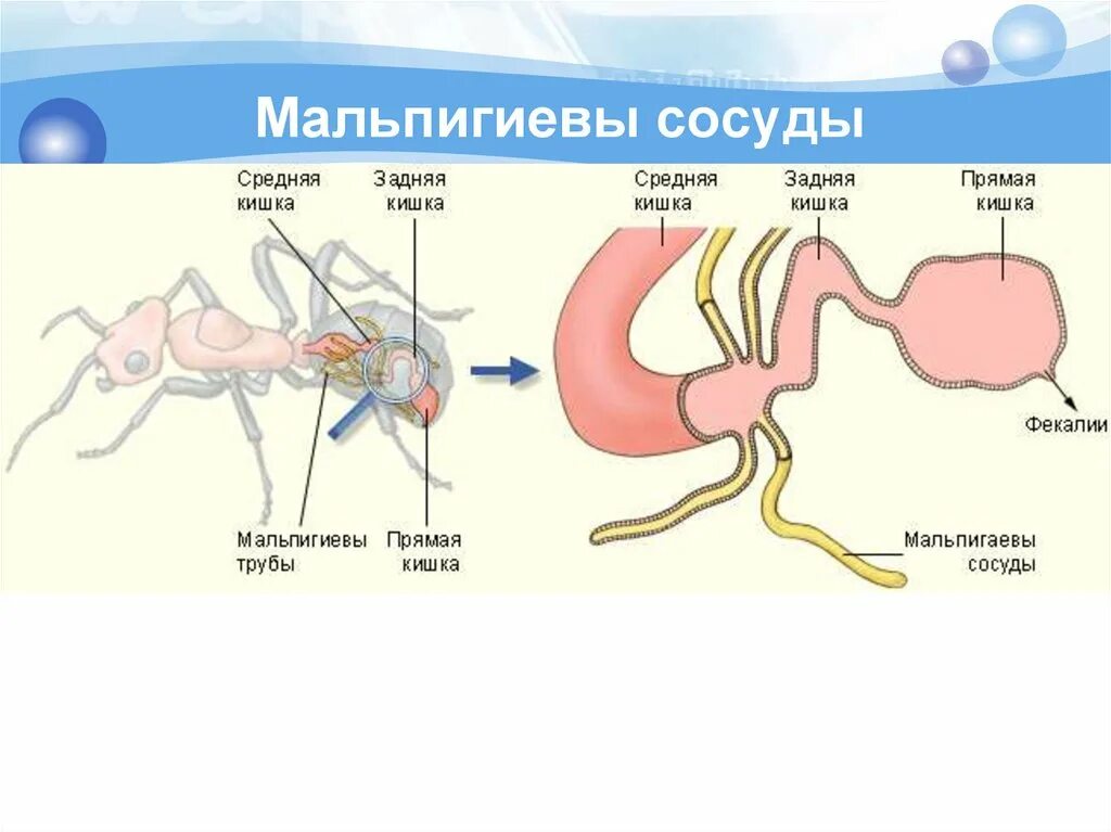 Выделительная паукообразных. Органы выделения насекомых мальпигиевы сосуды. органы выделения паука мальпигиевы сосуды. выделительная система мальпигиевы сосуды. мальпигиевы сосуды паука.