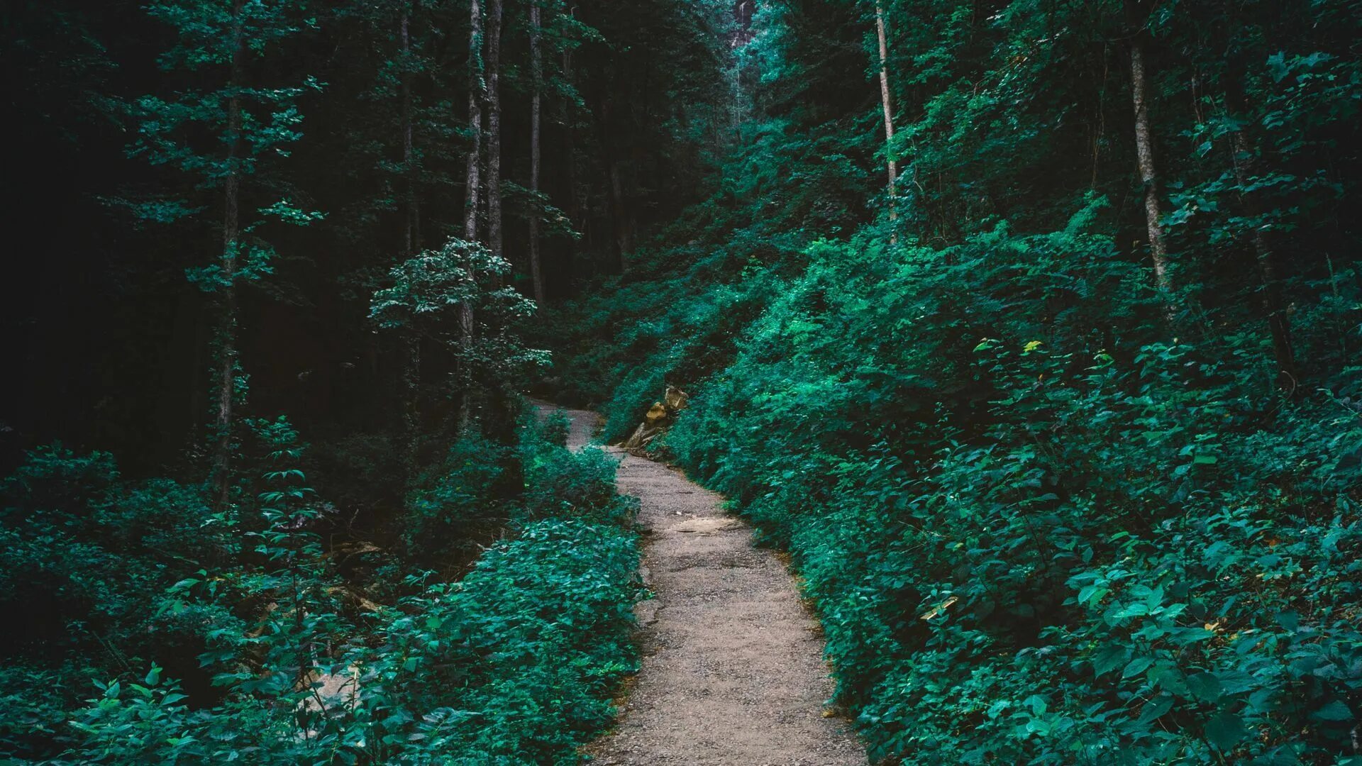 Path of the teal