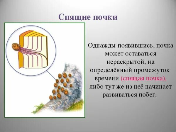 Какую функцию выполняют спящие почки. Что такое спящие почки в биологии 6 класс. спящие почки растений. спящие почки схема.