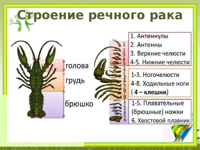 Рассмотрите речного рака. Конечности ракообразных. Внешнее строение ракообразных. Ракообразные строение тела. Внешнее строение ракообразных конечности.