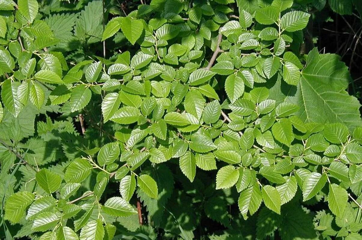 Вяз малый (Ulmus Minor). Вяз гладкий (Ulmus laevis). Вяз Ильм карагач. Вяз приземистый мелколистный.