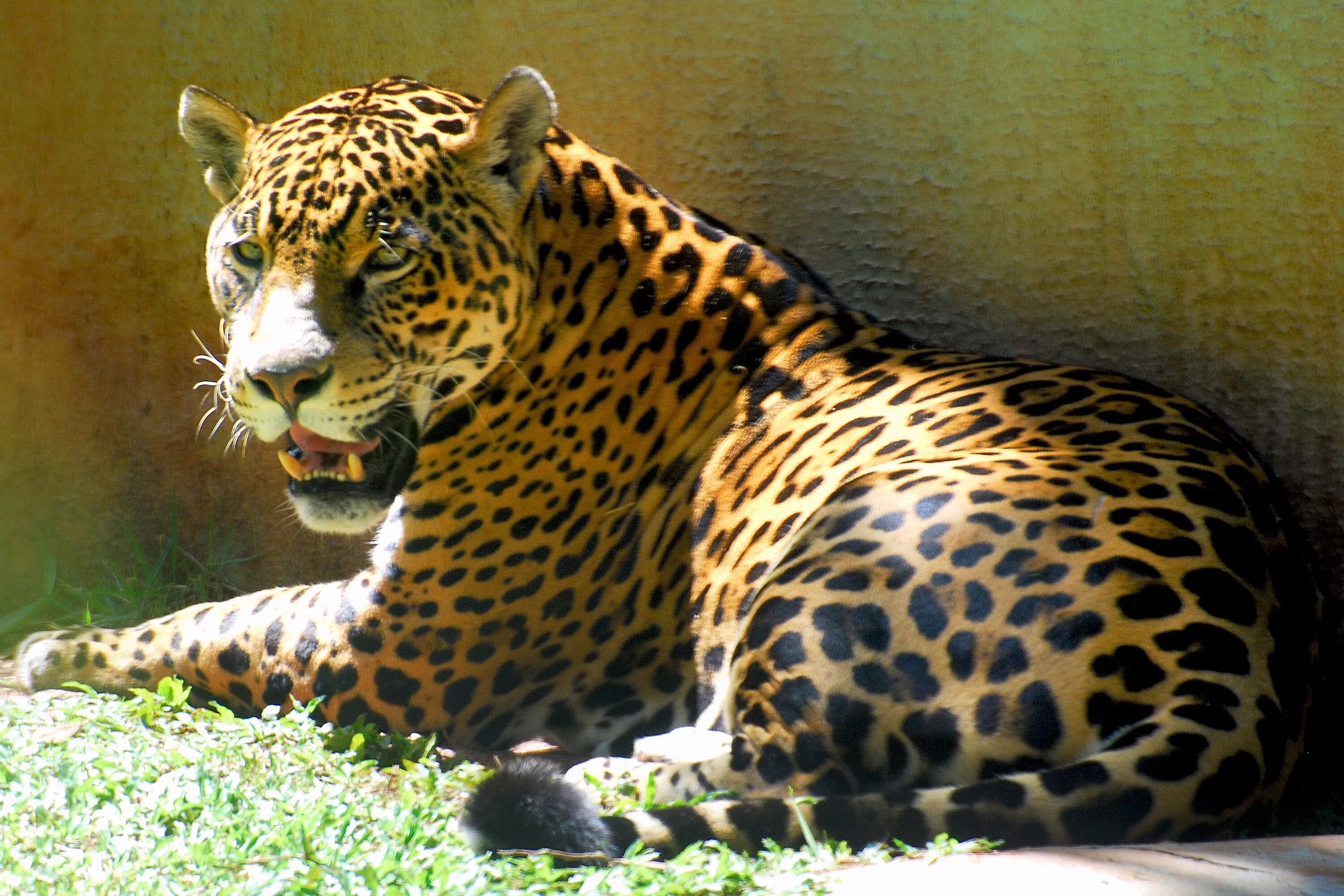 Ягуар Южная Америка. Ягуар животное. Североамериканский Ягуар. Ягуар и пантера. Купить большую картинку