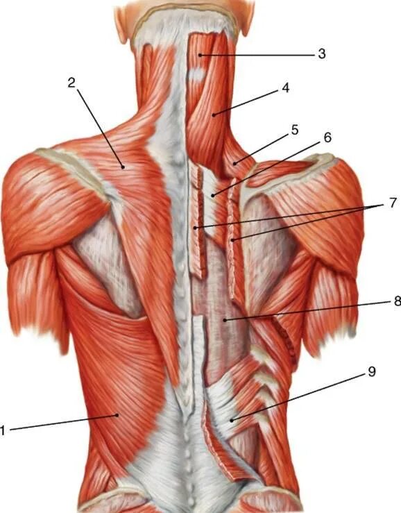 Атлас Синельников мышцы спины. Анатомия человека мышцы шеи и спины. Анатомия спины человека мышцы и связки. Поверхностные мышцы спины Синельников.