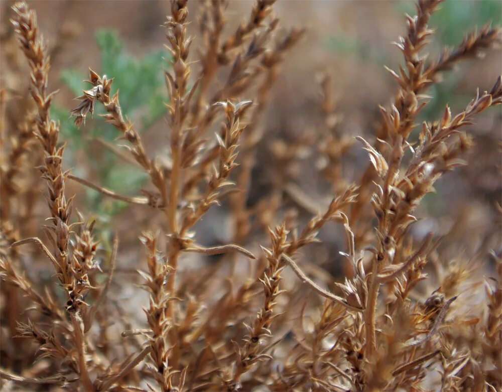 Солянка трава. Солянка холмовая- salsola collina. солянка холмовая перекати поле. salsola collina pall. salsola ruthenica.