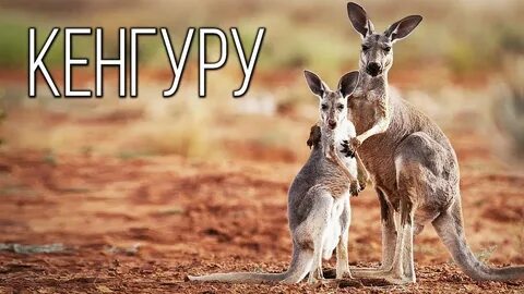 Слово кенгуру относится к