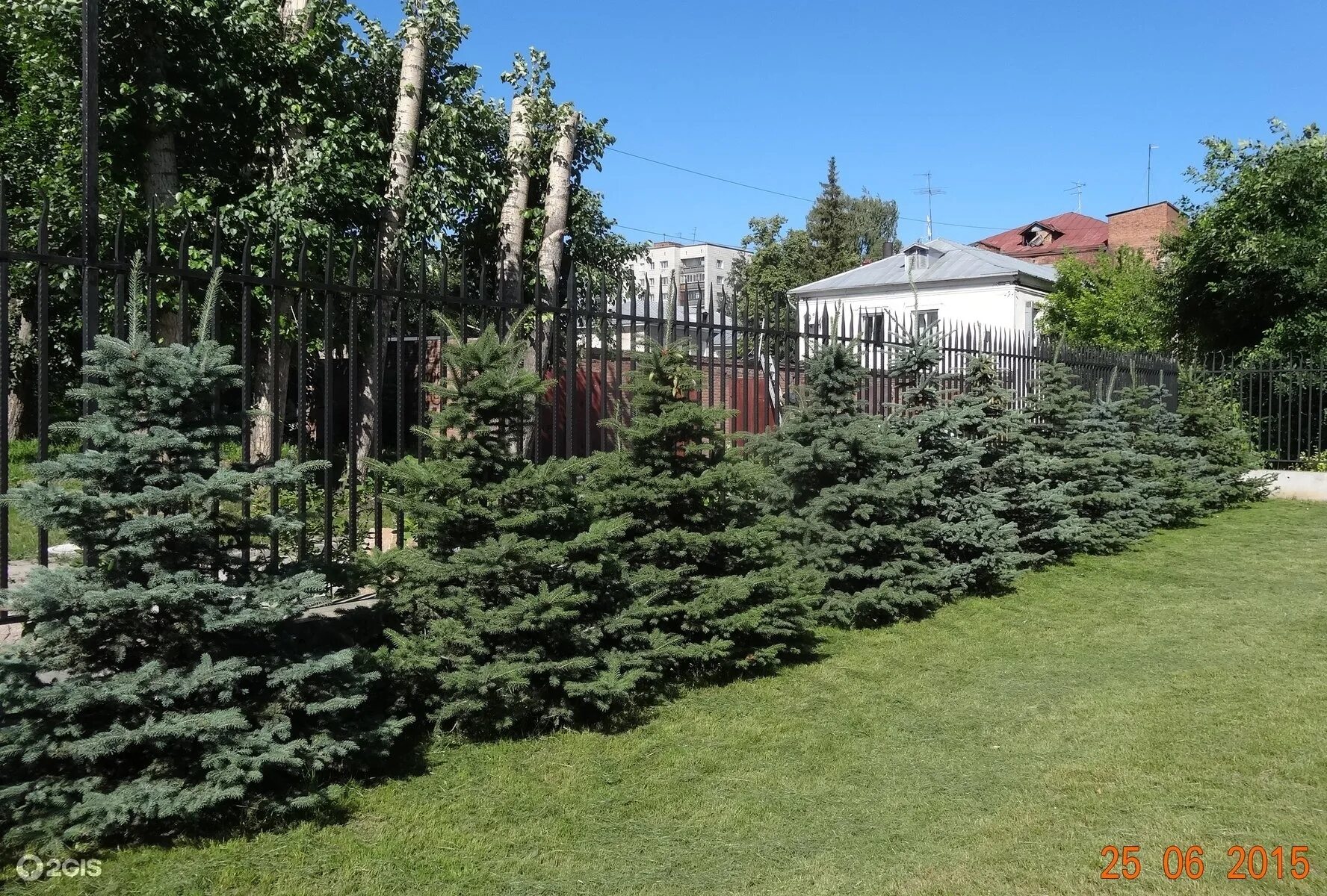 Живая изгородь елки