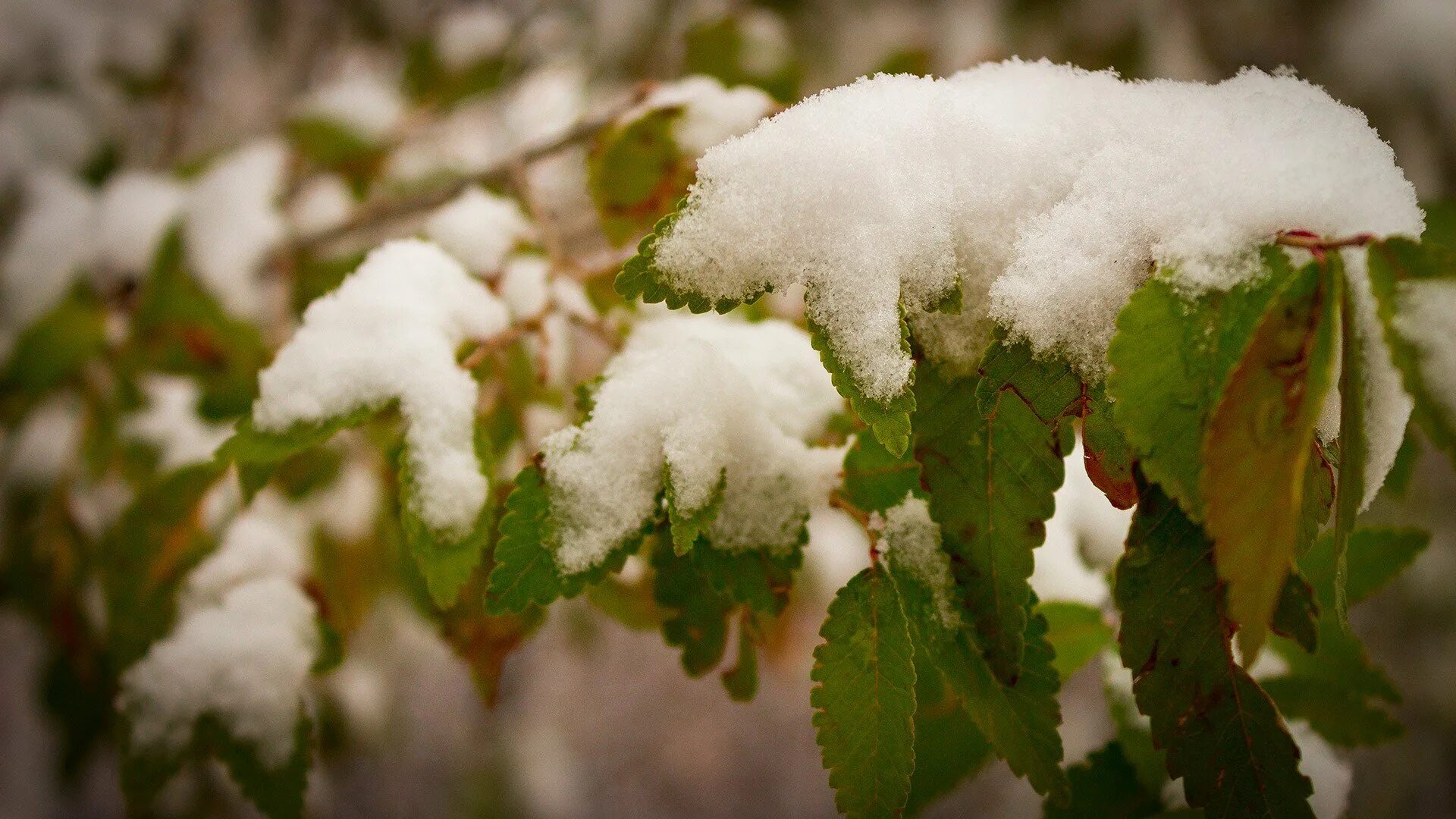 Снег летом. Летов снегу. Лето снег. Подсолнухи под снегом. Снегопад летом.
