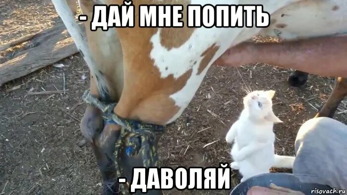 пьет молоко мем. пьет молоко мем. девушку поят молоком. молоко женское тело. извращенные анекдоты.