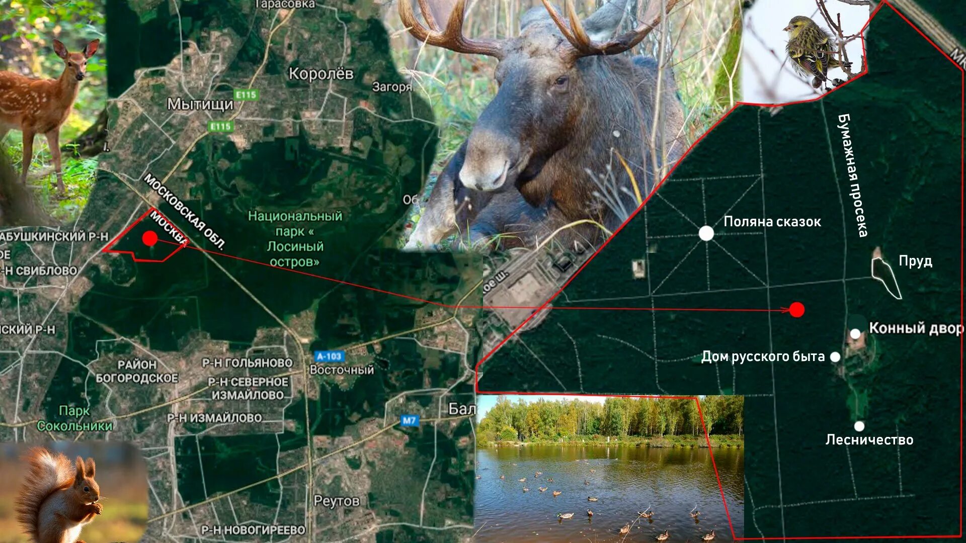 Лосиный остров 1 коттеджный поселок. Парк лосиный остров москва. Лосиный остров сверху. Лосиный остров участок. Лосиный остров национальный парк с высоты.