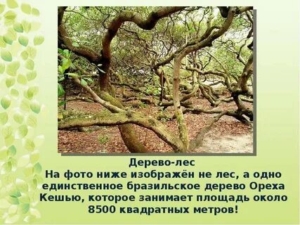 Площадь занимаемая деревьями