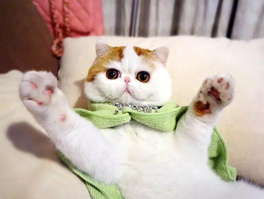 Порода самой милой кошки. Кот Снупи. Экзот Снупи. Японская кошка экзот. Японская кошка Снупи.
